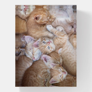 Cutest Baby Animals   Orange Kitten Pile Paperweight