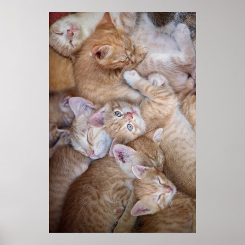 Cutest Baby Animals  Orange Kitten Pile Poster