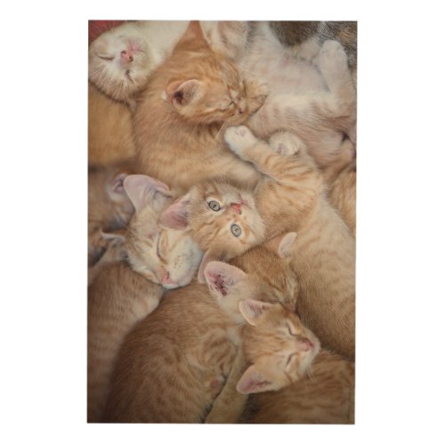 Cutest Baby Animals  Orange Kitten Pile Wood Wall Art