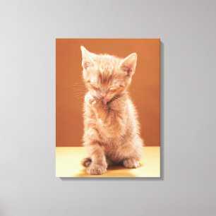 Cutest Baby Animals   Orange Tabby Kitten Canvas Print