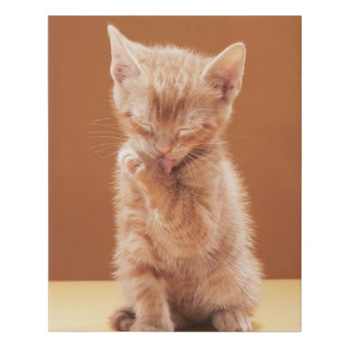 Cutest Baby Animals  Orange Tabby Kitten Faux Canvas Print