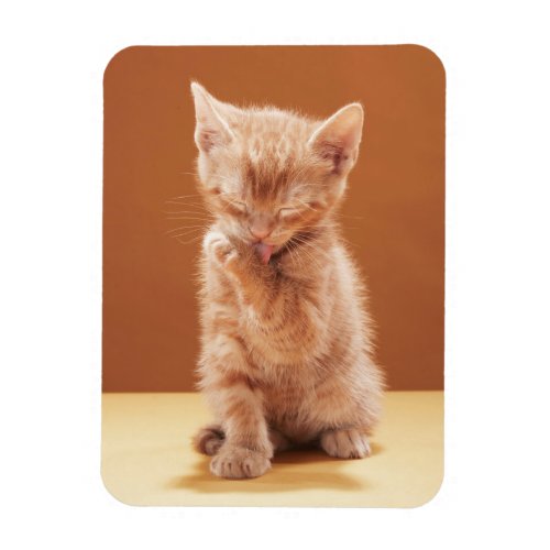 Cutest Baby Animals  Orange Tabby Kitten Magnet