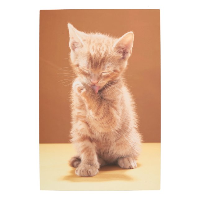 Cutest Baby Animals | Orange Tabby Kitten Metal Print (Front)