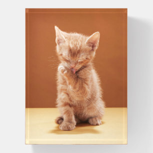 Cutest Baby Animals Orange Tabby Kitten Paperweight