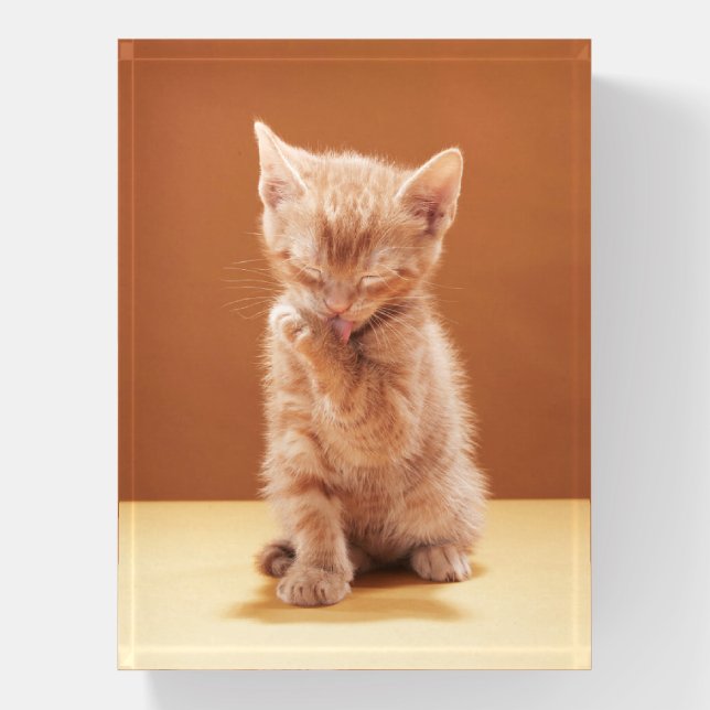 Cutest Baby Animals | Orange Tabby Kitten Paperweight (Vertical)