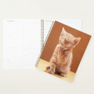 Cutest Baby Animals   Orange Tabby Kitten Planner