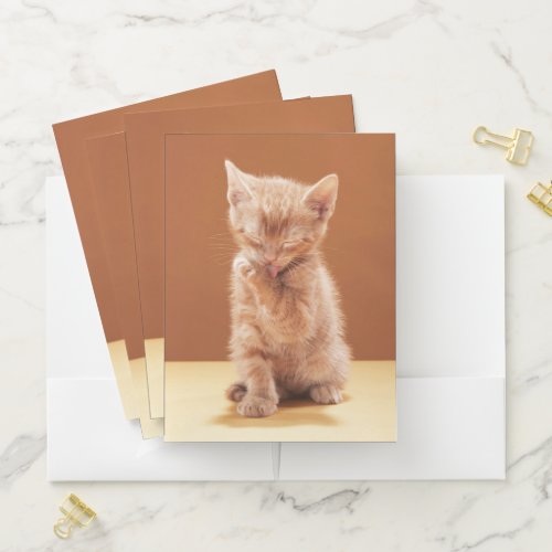 Cutest Baby Animals  Orange Tabby Kitten Pocket Folder