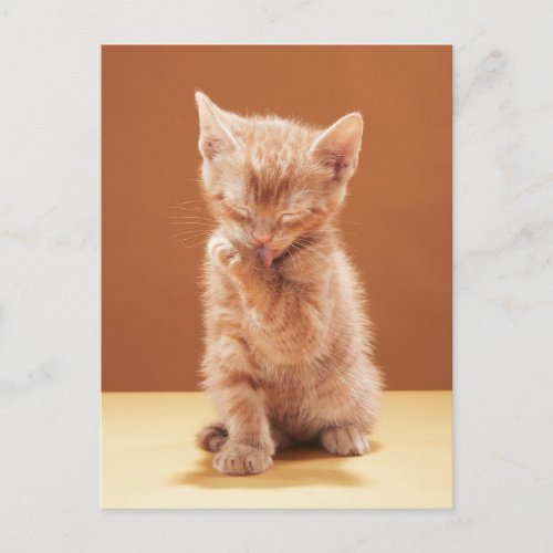 Cutest Baby Animals  Orange Tabby Kitten Postcard