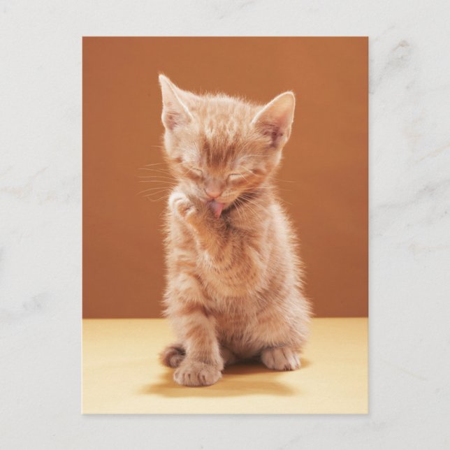 Cutest Baby Animals | Orange Tabby Kitten Postcard (Front)