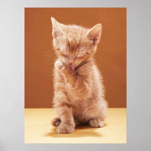 Cutest Baby Animals  Orange Tabby Kitten Poster
