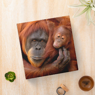 Cutest Baby Animals Orangutan Mom & Baby 3 Ring Binder