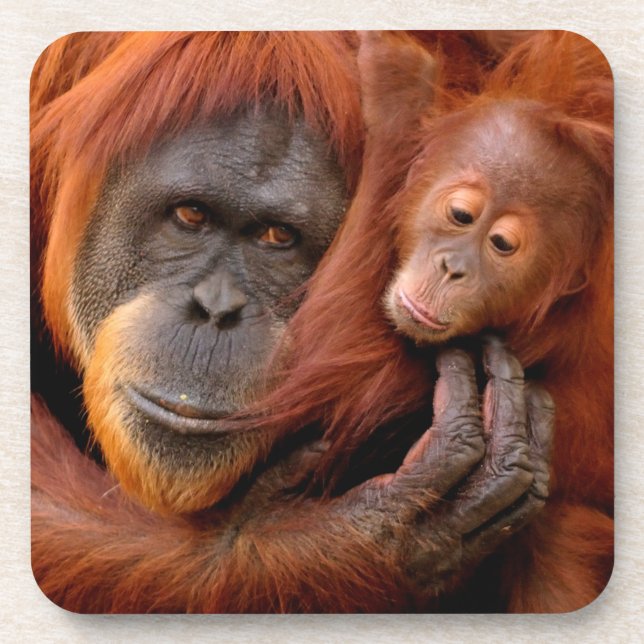 Cutest Baby Animals | Orangutan Mom & Baby Beverage Coaster (Front)
