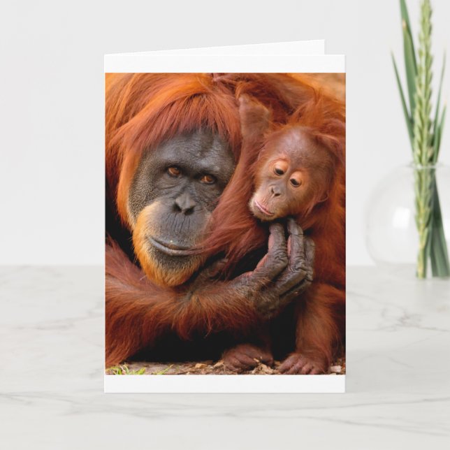 Cutest Baby Animals | Orangutan Mom & Baby Card (Front)