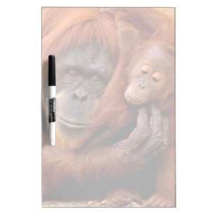 Cutest Baby Animals Orangutan Mom & Baby Dry Erase Board