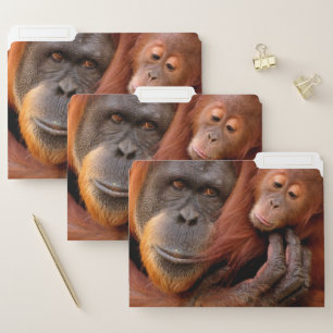 Cutest Baby Animals Orangutan Mom & Baby File Folder