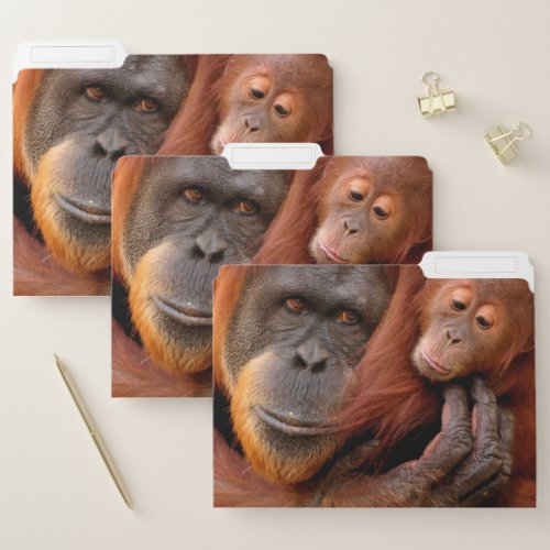 Cutest Baby Animals  Orangutan Mom  Baby File Folder