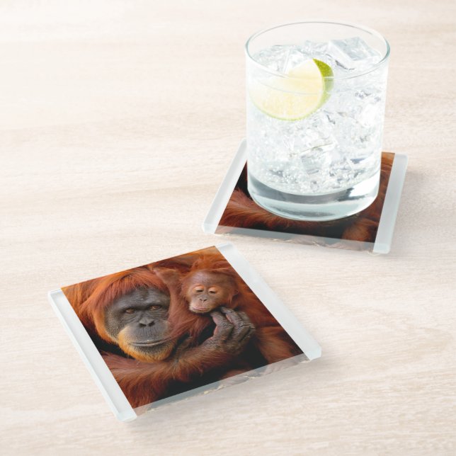 Cutest Baby Animals | Orangutan Mom & Baby Glass Coaster (Angled)