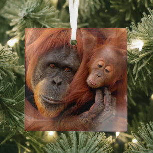 Cutest Baby Animals Orangutan Mom & Baby Glass Ornament