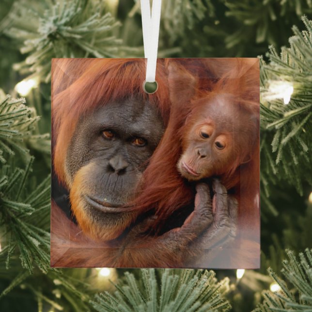 Cutest Baby Animals | Orangutan Mom & Baby Glass Ornament (Insitu)