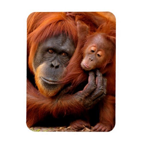 Cutest Baby Animals  Orangutan Mom  Baby Magnet