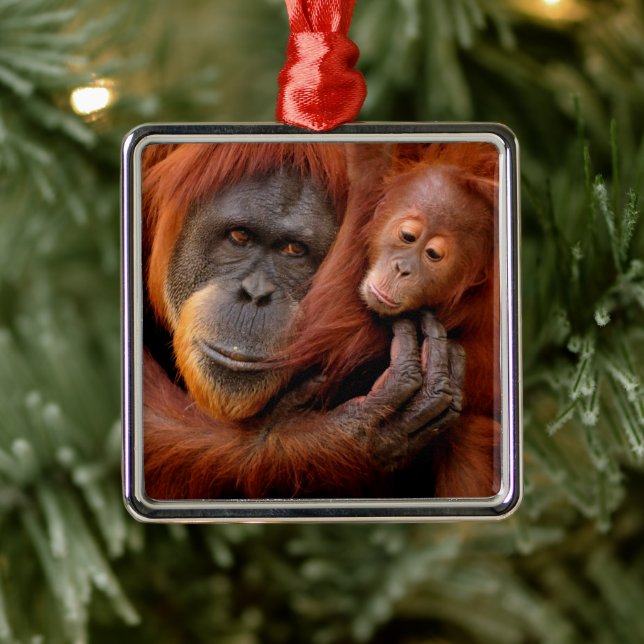 Cutest Baby Animals | Orangutan Mom & Baby Metal Ornament (Tree)
