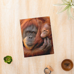 Cutest Baby Animals Orangutan Mom & Baby Mini Binder
