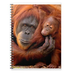 Cutest Baby Animals Orangutan Mom & Baby Notebook