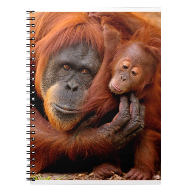 Cutest Baby Animals | Orangutan Mom & Baby Notebook (Front)