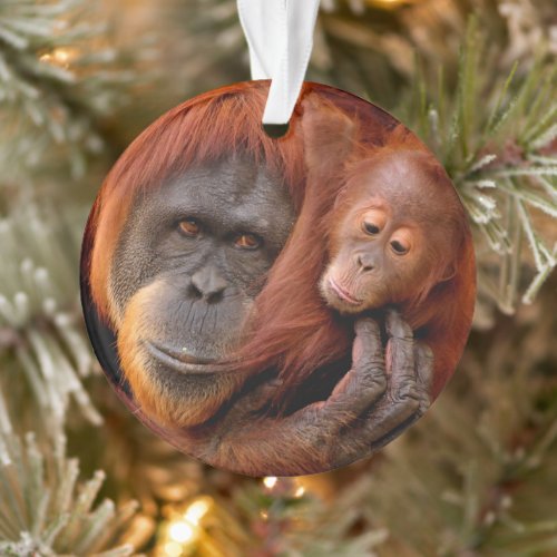 Cutest Baby Animals  Orangutan Mom  Baby Ornament