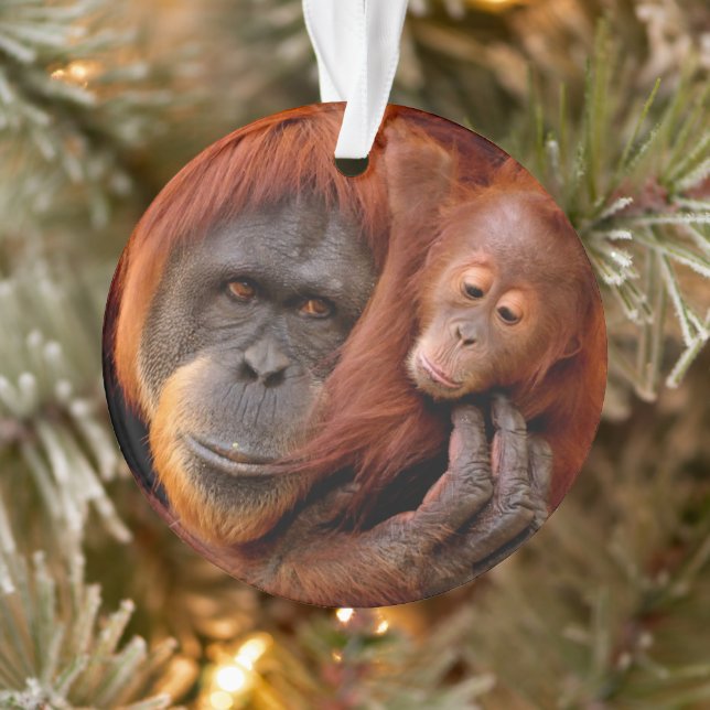 Cutest Baby Animals | Orangutan Mom & Baby Ornament (Tree)