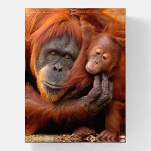 Cutest Baby Animals Orangutan Mom & Baby Paperweight