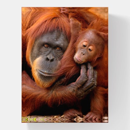 Cutest Baby Animals  Orangutan Mom  Baby Paperweight