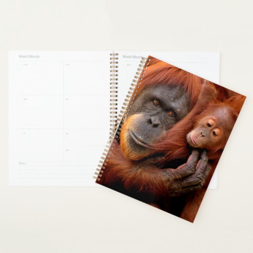 Cutest Baby Animals  Orangutan Mom  Baby Planner