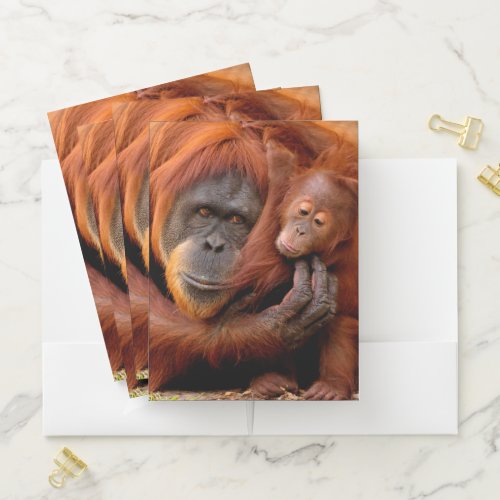 Cutest Baby Animals  Orangutan Mom  Baby Pocket Folder