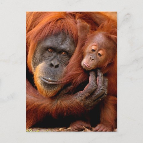 Cutest Baby Animals  Orangutan Mom  Baby Postcard