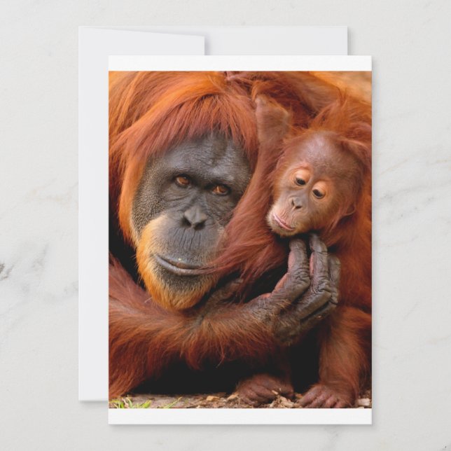 Cutest Baby Animals | Orangutan Mom & Baby Thank You Card (Front)
