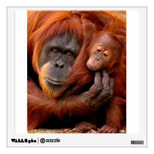 Cutest Baby Animals   Orangutan Mom & Baby Wall Decal