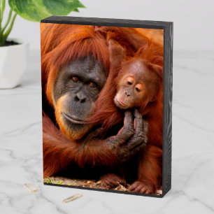 Cutest Baby Animals Orangutan Mom & Baby Wooden Box Sign