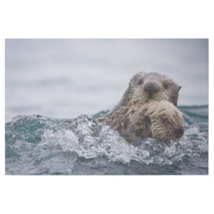Cutest Baby Animals   Otter Baby & Mother Gallery Wrap