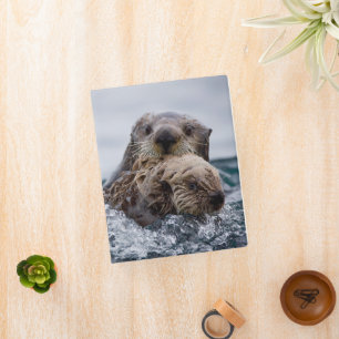 Cutest Baby Animals   Otter Baby & Mother Mini Binder