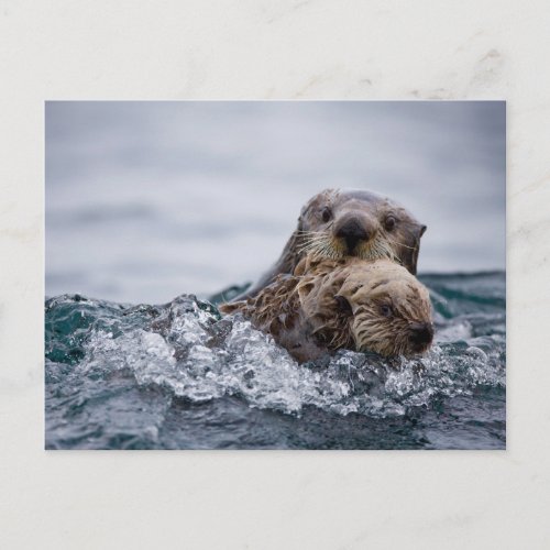 Cutest Baby Animals  Otter Baby  Mother Postcard