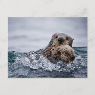 Cutest Baby Animals   Otter Baby & Mother Postcard