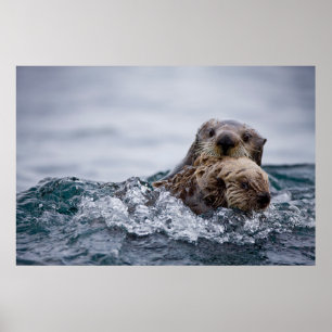 Cutest Baby Animals Otter Baby & Mother Poster