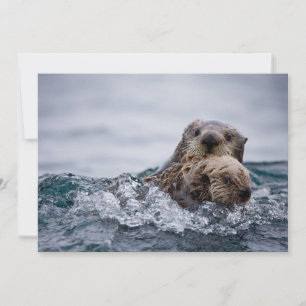 Cutest Baby Animals   Otter Baby & Mother Thank You Card