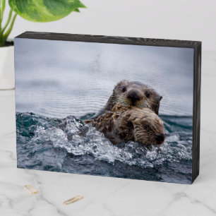 Cutest Baby Animals   Otter Baby & Mother Wooden Box Sign