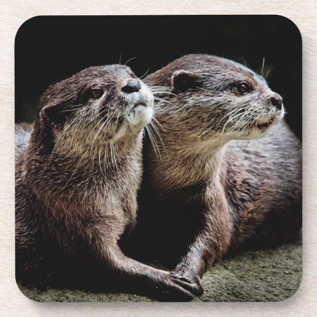 Cutest Baby Animals | Otters Holding Hands Beverage Coaster (Front)