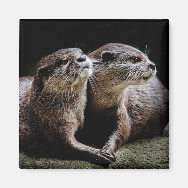 Cutest Baby Animals | Otters Holding Hands Magnet (Front)