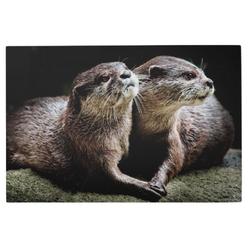 Cutest Baby Animals  Otters Holding Hands Metal Print