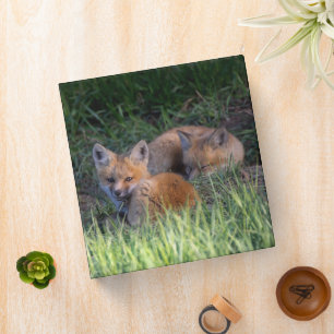 Cutest Baby Animals Pair of Red Fox Kit Siblings 3 Ring Binder