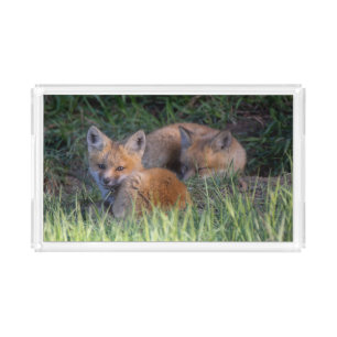 Cutest Baby Animals Pair of Red Fox Kit Siblings Acrylic Tray